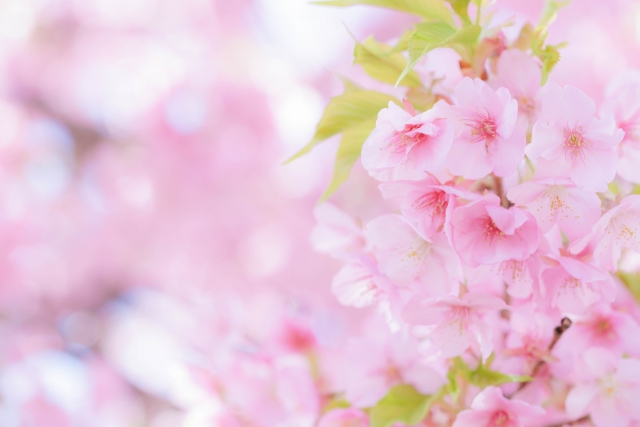 花見アイテムはこれがあれば大丈夫！おすすめの花見グッズ