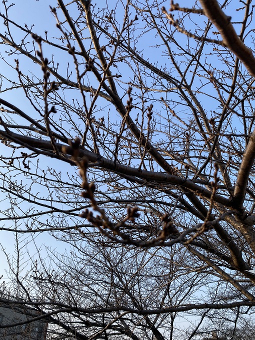 大江川緑道で花見